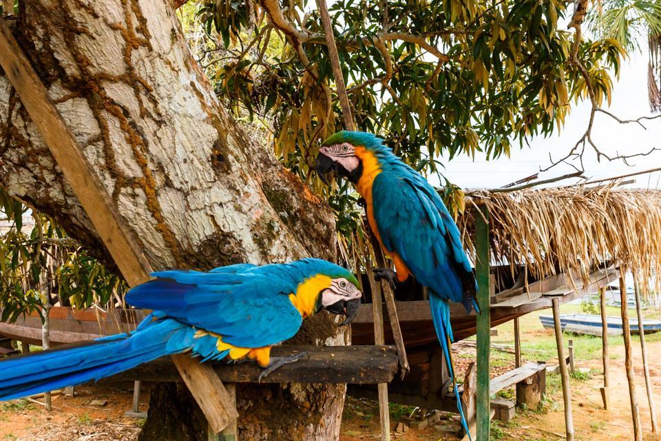 Amazonia Parksuites Ново Айрао Екстериор снимка